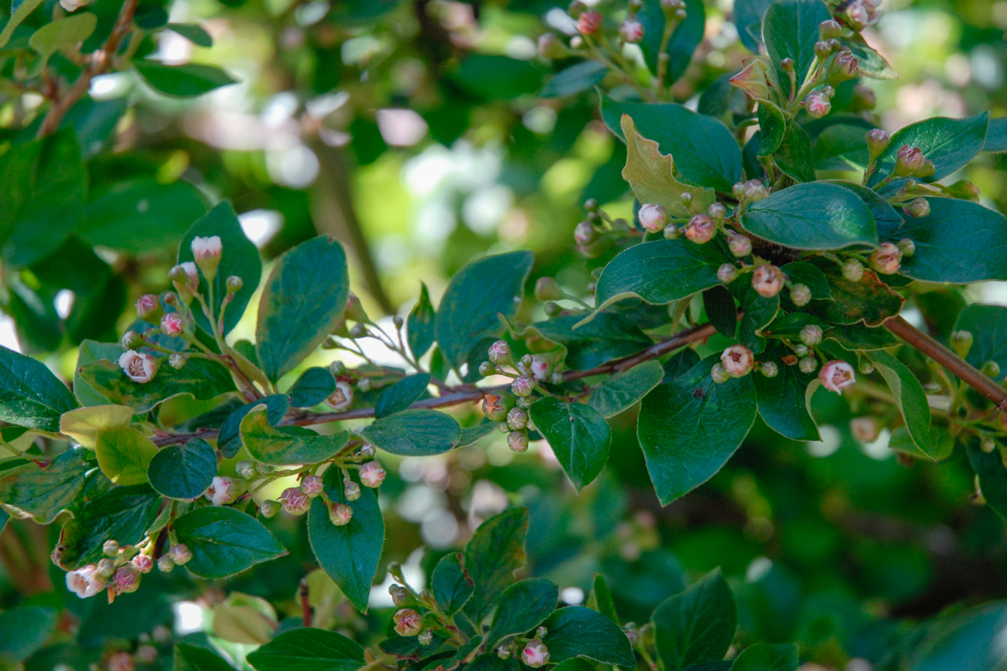 Peking Cotoneaster